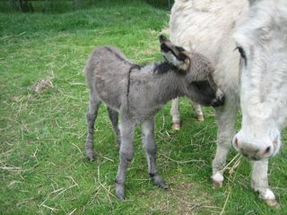 Spotty's_second_foal