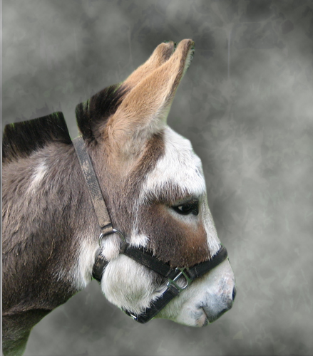 Stevie_Miniature_DONKEY_spotted_Jack