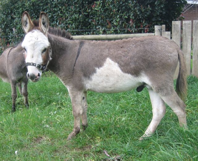 Stevie_Miniature_DONKEY_spotted_jack