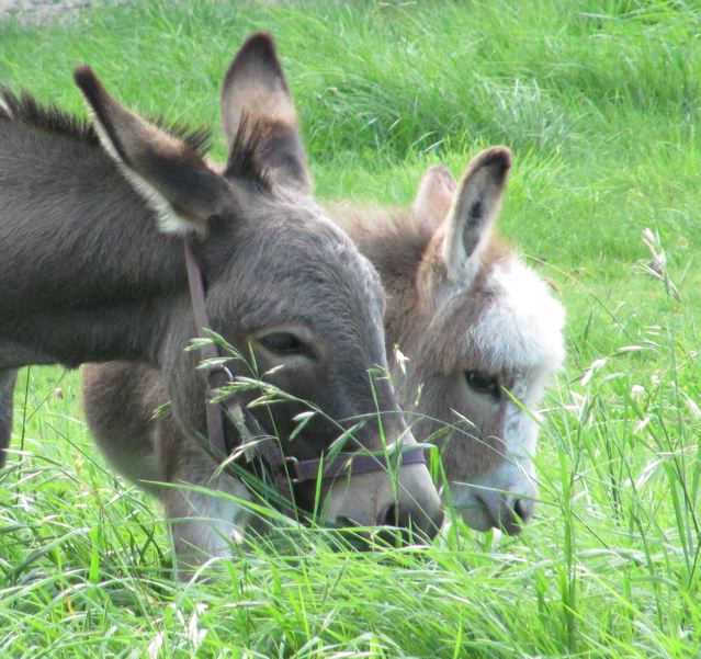Tanaya_and_indy_mini_donkey_colored_foal