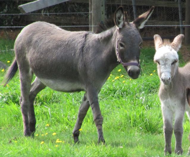 Tanaya_miniature_donkey_jenny_and_filly_foal
