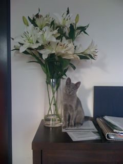 Russian_blue_TARA