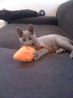 Russian_Blue_kitten_playing_with_a_toy_carrot