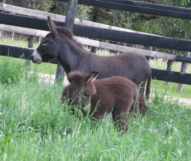 Taranganba_Temptation_Black_jenny_with_filly_foal_at_foot_photo_POplargrove_stud