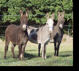 Three mini donkeys
