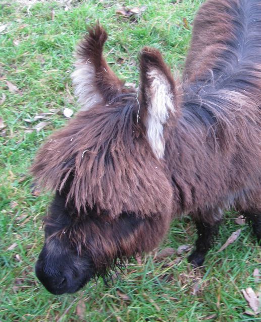 micro donkey