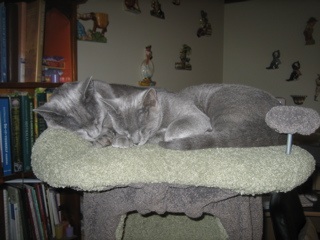 two russian blue cats asleep