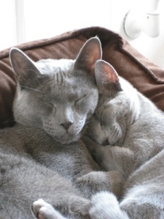 two russian blue cats hugging