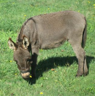 miniature donkey