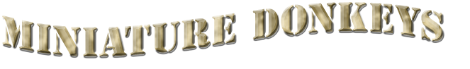miniature donkey banner