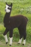 black_and_white_alpaca_tuxedo_picture