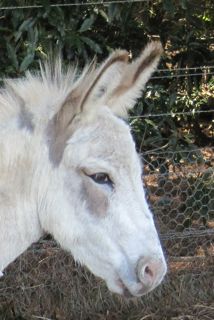 spotty_profile