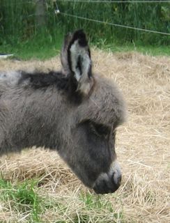 stellar mini donkey foal photograph