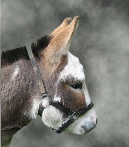 MiniDonkey Profile